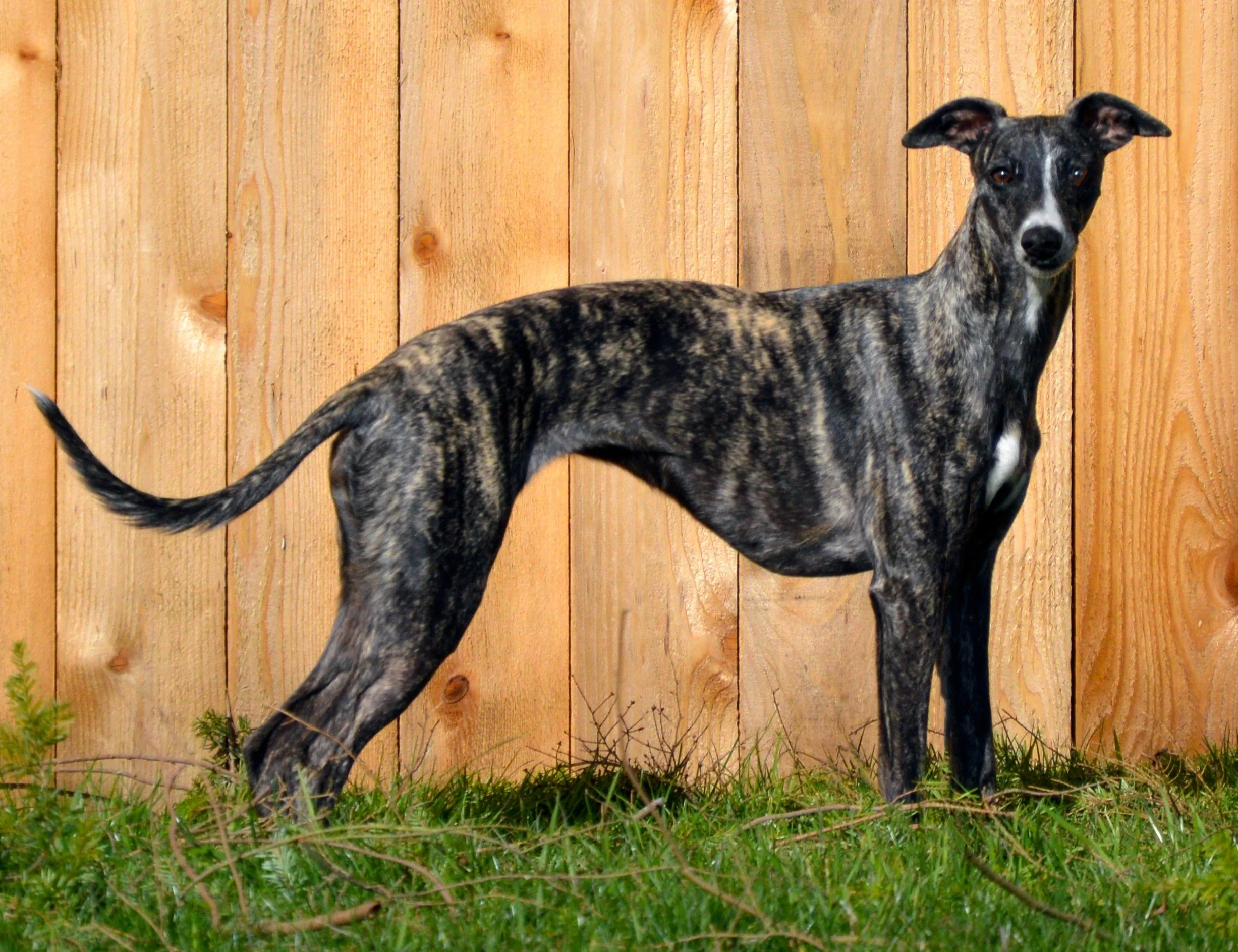 Dark brindle deals whippet